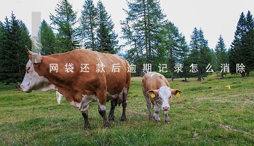 网袋还款后逾期记录怎么消除 网袋还款后逾期记录怎么消除