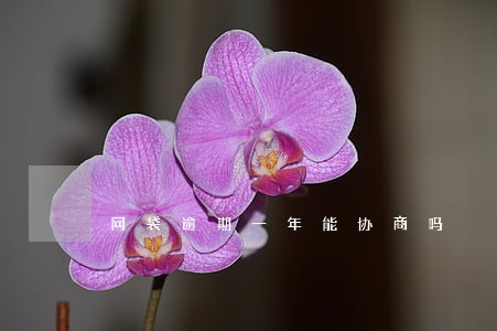 网袋逾期一年能协商吗 网袋逾期一年能协商吗