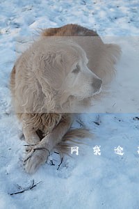 网袋逾期会上征信吗 网袋逾期会上征信吗