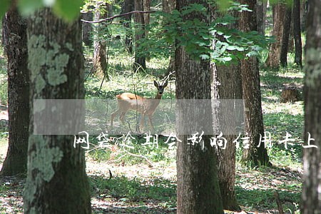 网袋逾期会影响信用卡上征信吗 网袋逾期会影响信用卡上征信吗