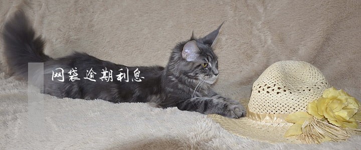 网袋逾期利息 网袋逾期利息
