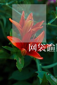 网袋逾期协商只还本金 网袋逾期协商只还本金