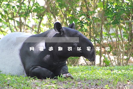 网袋逾期可以买车吗 网袋逾期可以买车吗