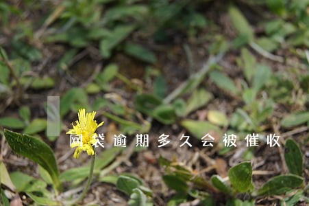 网袋逾期多久会被催收 网袋逾期多久会被催收