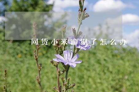 网货小米逾期了怎么办 网货小米逾期了怎么办