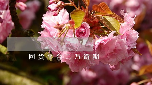 网货平台二万逾期 网货平台二万逾期