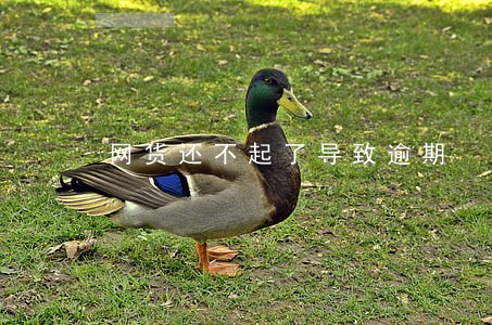 网货还不起了导致逾期 网货还不起了导致逾期