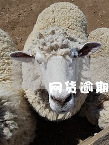 网货逾期3天有么后果 网货逾期3天有么后果