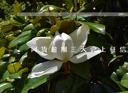网货逾期三天会上征信吗 网货逾期三天会上征信吗