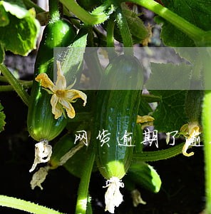 网货逾期了逾期费可以不还吗 网货逾期了逾期费可以不还吗