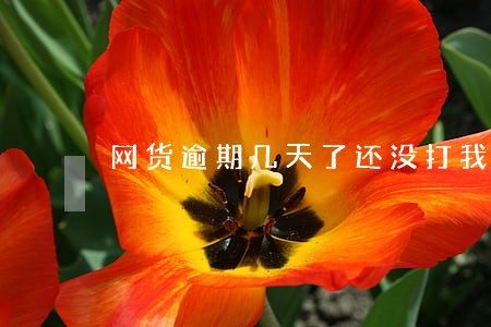 网货逾期几天了还没打我电话 网货逾期几天了还没打我电话
