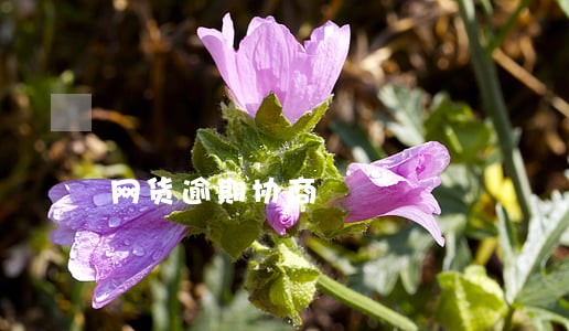 网货逾期协商 网货逾期协商