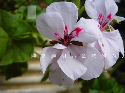 网货逾期后会被列为失信人员吗 网货逾期后会被列为失信人员吗