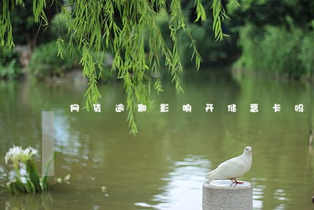 网货逾期影响开储蓄卡吗 网货逾期影响开储蓄卡吗