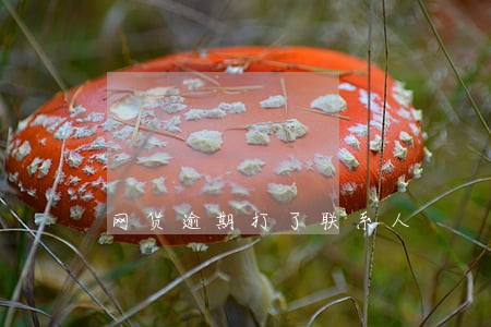 网货逾期打了联系人 网货逾期打了联系人