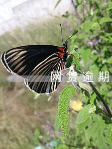 网货逾期费怎样合法 网货逾期费怎样合法