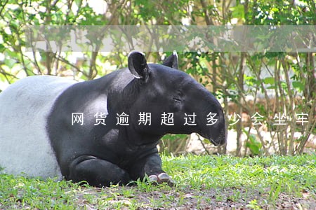 网货逾期超过多少会坐牢 网货逾期超过多少会坐牢