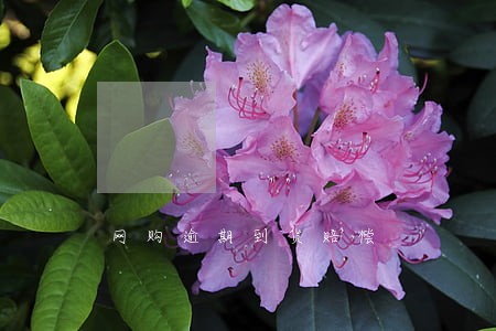 网购逾期到货赔偿