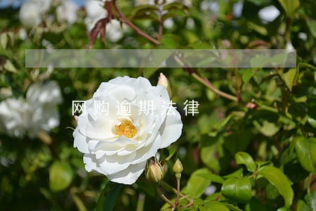 网购逾期法律 网购逾期法律