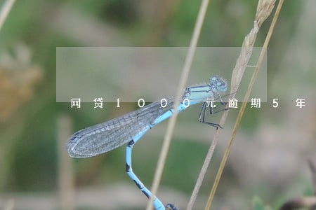 网贷1000元逾期5年 网贷1000元逾期5年