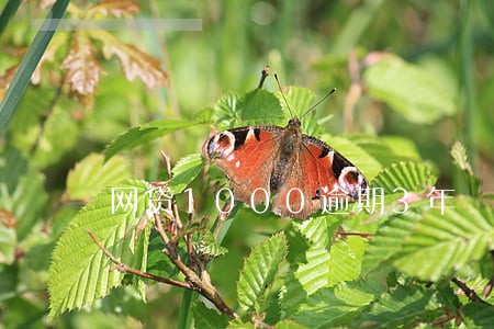 网贷1000逾期3年