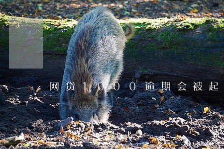 网贷1000逾期会被起诉 网贷1000逾期会被起诉