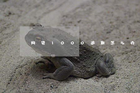 网贷1000逾期怎么办房贷 网贷1000逾期怎么办房贷