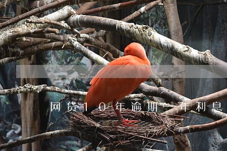 网贷10年逾期一年利息多少 网贷10年逾期一年利息多少