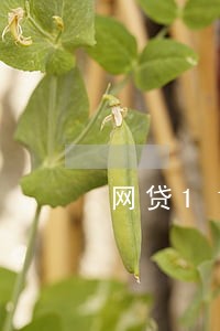网贷11笔没有逾期过 网贷11笔没有逾期过