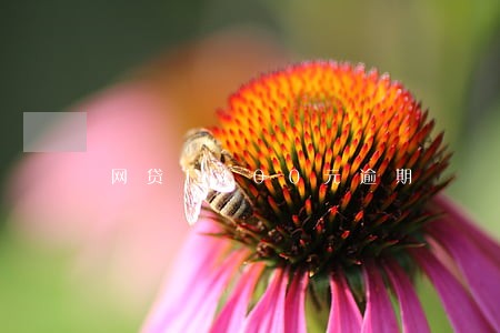 网贷1400元逾期 网贷1400元逾期