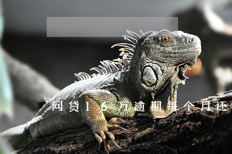 网贷16万逾期每个月还一点 网贷16万逾期每个月还一点
