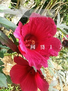网贷1万逾期三个月会怎么样 网贷1万逾期三个月会怎么样