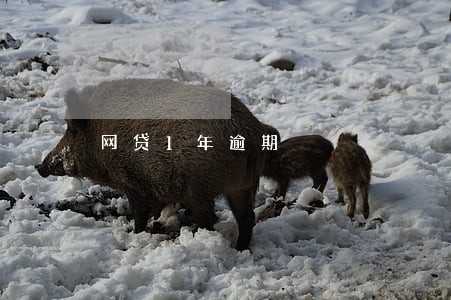 网贷1年逾期 网贷1年逾期