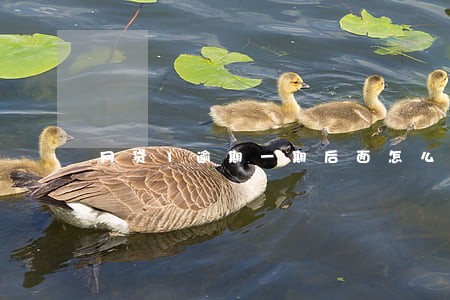 网贷1逾期一期后面怎么还 网贷1逾期一期后面怎么还