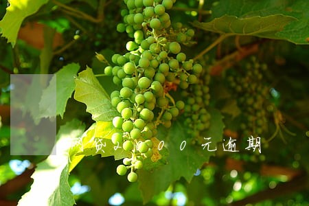 网贷2000元逾期 网贷2000元逾期
