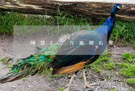 网贷20万逾期后果 网贷20万逾期后果