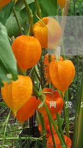 网贷20个月90天逾期 网贷20个月90天逾期