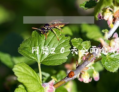 网贷20天全面逾期怎么办