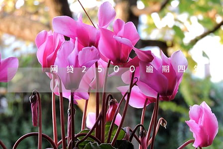 网贷2500逾期四年会被起诉吗 网贷2500逾期四年会被起诉吗