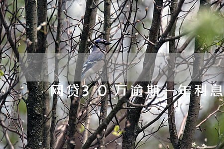 网贷30万逾期一年利息是多少 网贷30万逾期一年利息是多少