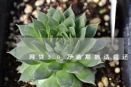 网贷30万逾期的话应还多少 网贷30万逾期的话应还多少