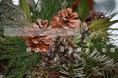 网贷43万逾期怎么处理 网贷43万逾期怎么处理