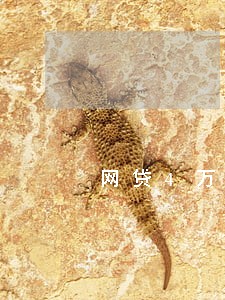 网贷4万没逾期 网贷4万没逾期