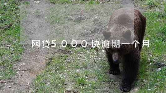 网贷5000块逾期一个月 网贷5000块逾期一个月