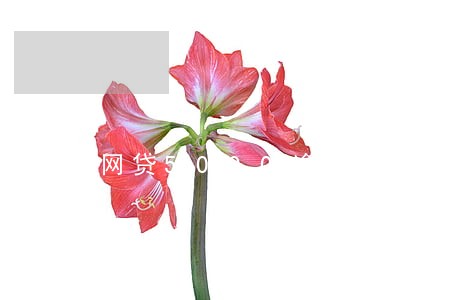 网贷5000逾期后日罚息多少