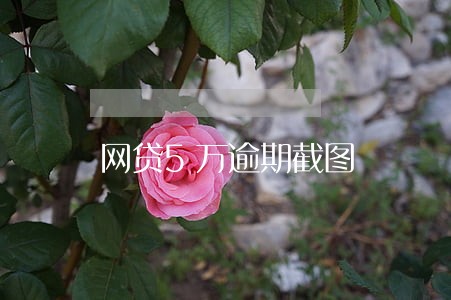 网贷5万逾期截图 网贷5万逾期截图