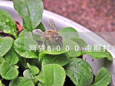 网贷6000逾期打电话 网贷6000逾期打电话