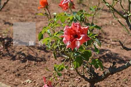 网贷6万逾期1年 网贷6万逾期1年