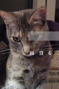 网贷6万逾期两年翻倍 网贷6万逾期两年翻倍