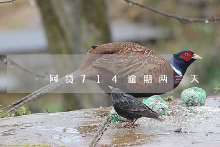 网贷714逾期两三天 网贷714逾期两三天